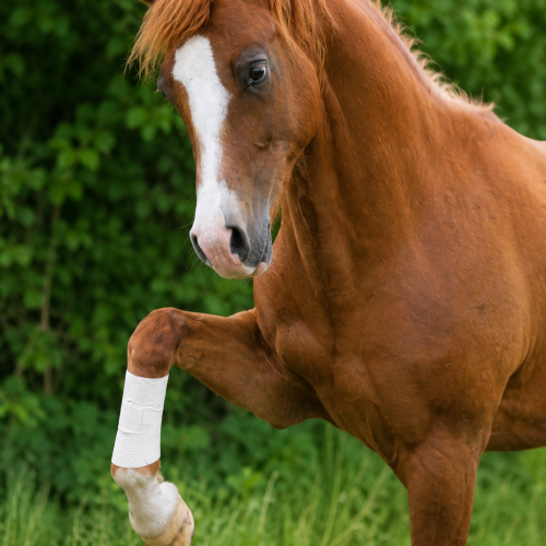 koń 9